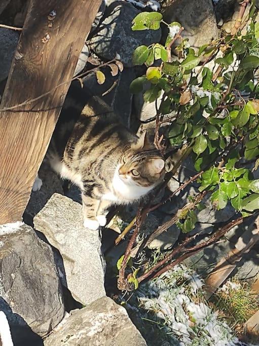 Chambre Ou Gite Dans Une Maison De Montagne - De Suzon A Zelie Entraigues  Dış mekan fotoğraf